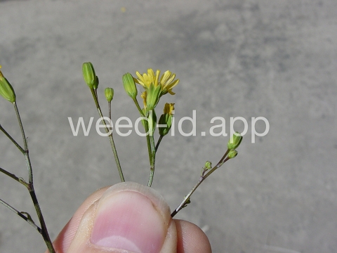 nipplewort